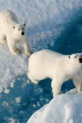 Смотреть Северный полюс онлайн в HD качестве 720p