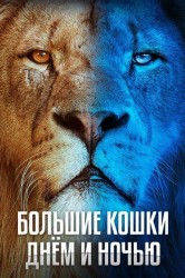 Смотреть Большие кошки днём и ночью онлайн в HD качестве 720p