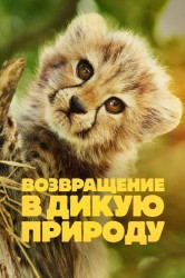 Смотреть Возвращение в дикую природу онлайн в HD качестве 720p